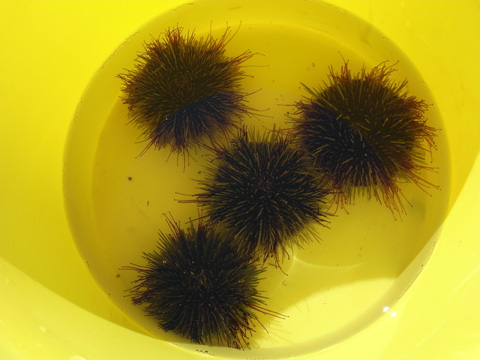 green sea urchin