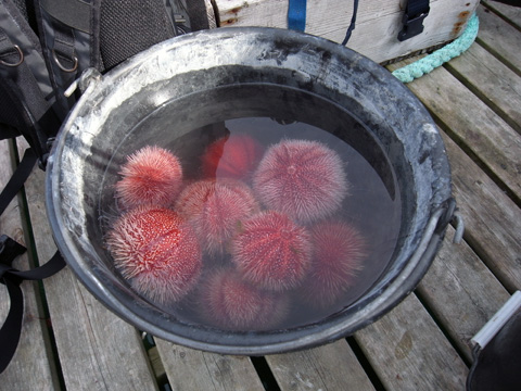 a bucket of red sea urchin in norway