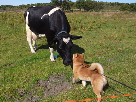 挪威乳牛與柴犬