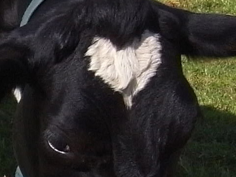Heart Shape Cow