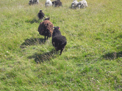 bottle sheep , flaskelam