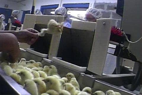 Undercover Investigation at Hy-Line Hatchery by mercy for animals