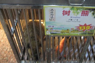 痴線中國之紅燒清蒸樹熊