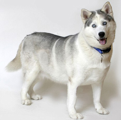 西伯利亞雪撬犬