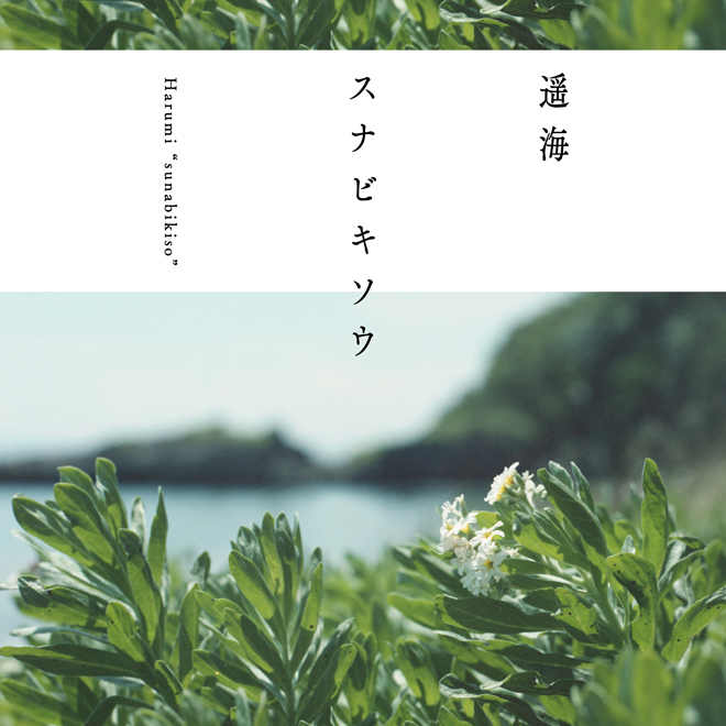 遥海 スナビキソウ 歌詞 Mv